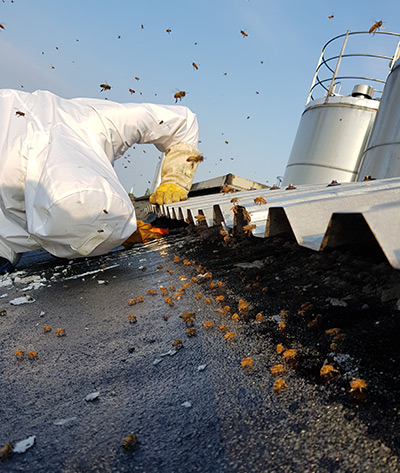 disinfestazione-vespe-calabroni-azienda